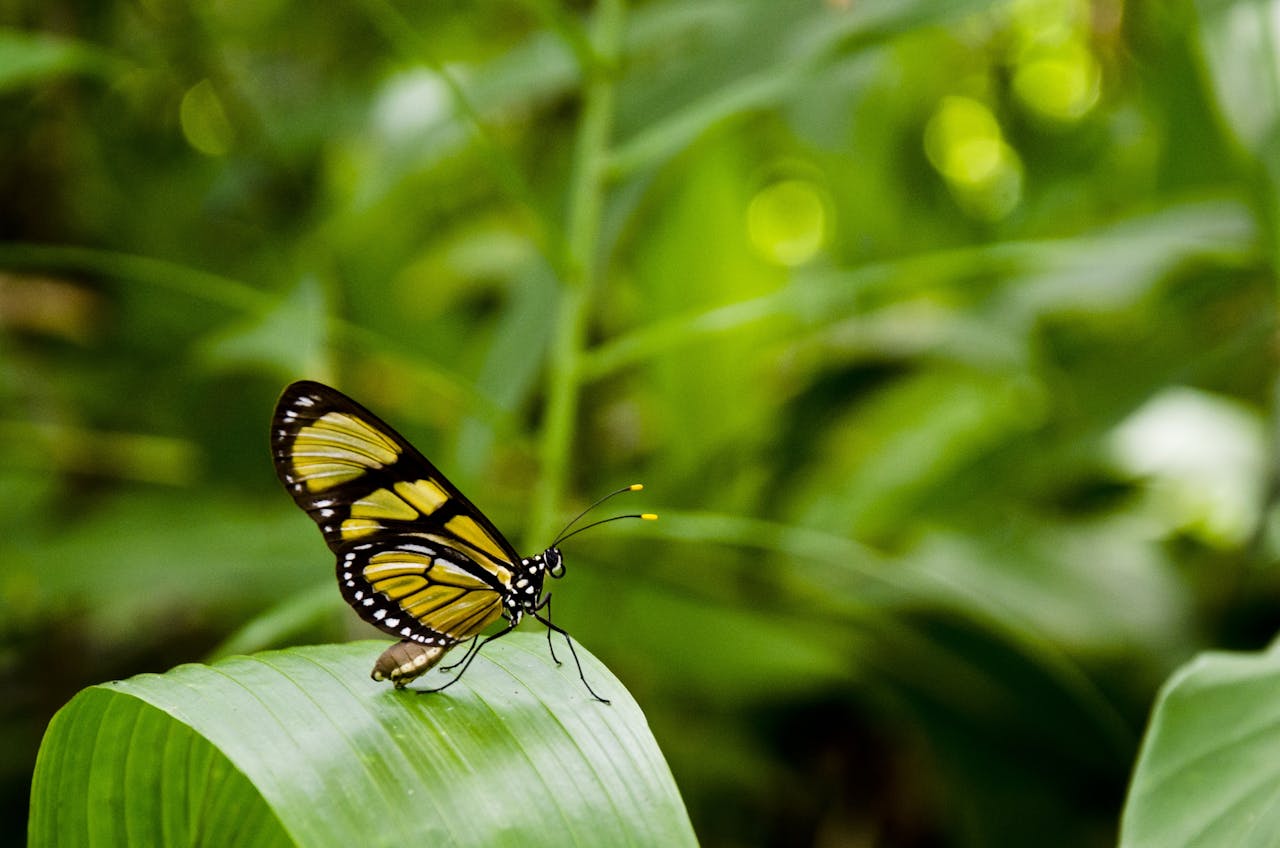 A detailed view of a butterfly resting on a vibrant green leaf in a natural setting.