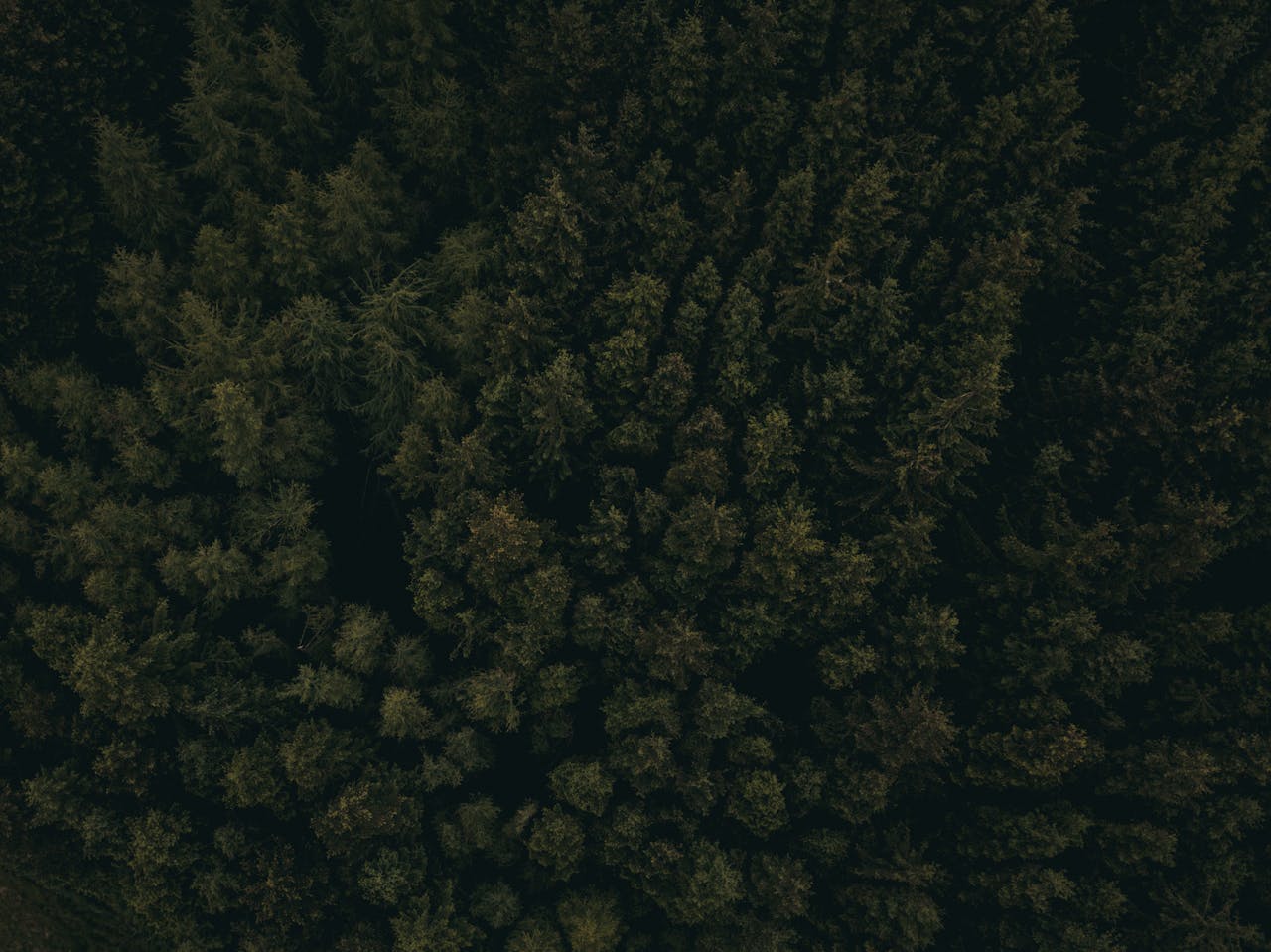 Aerial photograph capturing the lush green canopy of a dense forest in a rural setting.