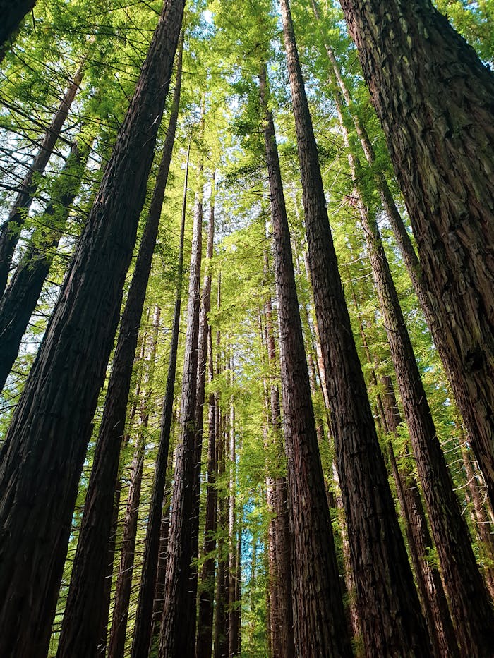 Soaring redwood trees create a serene canopy in Warburton's lush forest.