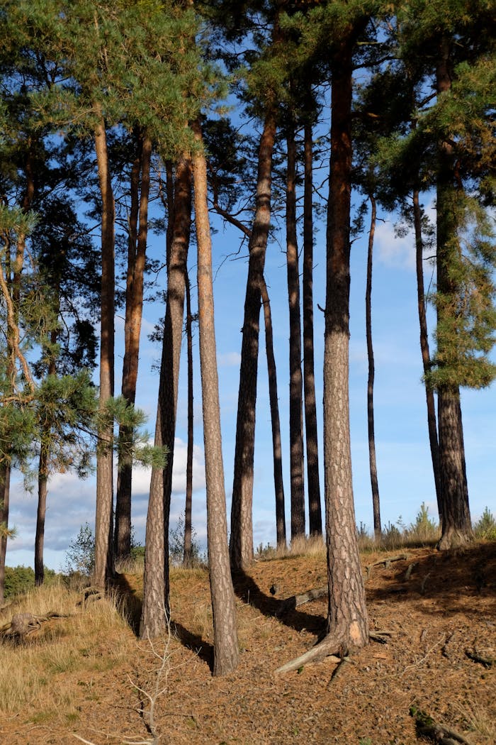A serene view of tall pine trees in a sunlit forest in Poland.