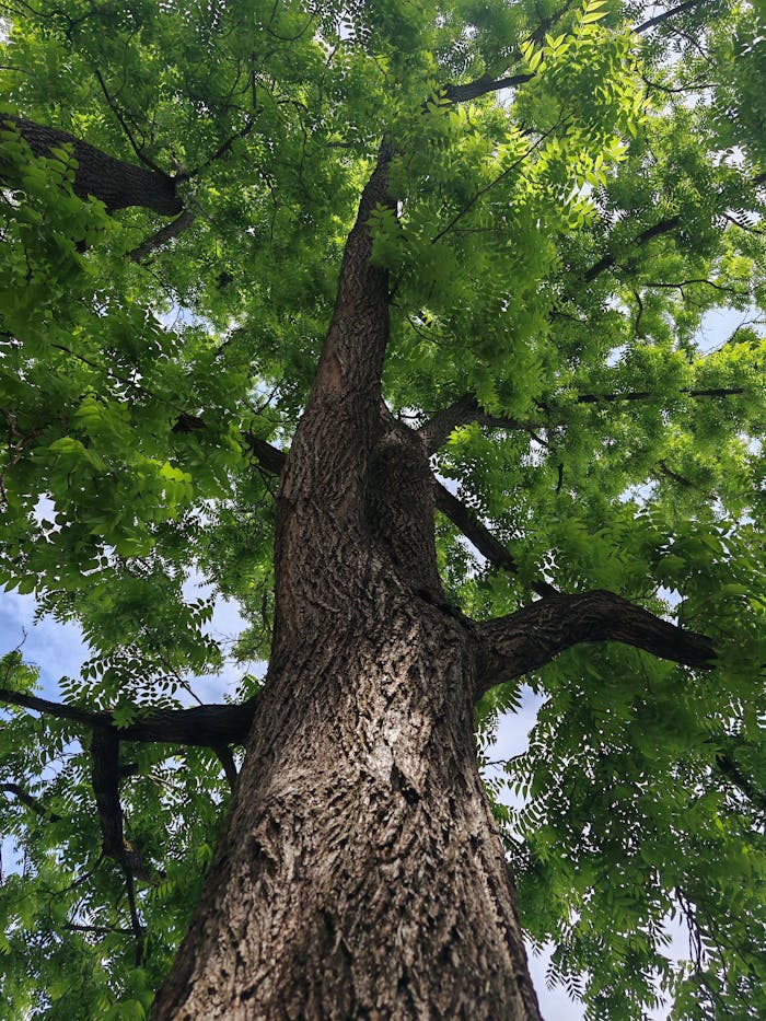 A towering tree with vibrant green leaves viewed from below, capturing its majestic height.