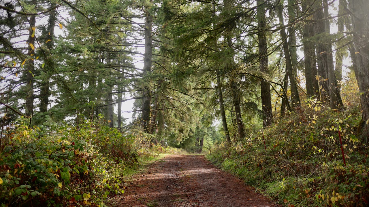 A peaceful forest trail surrounded by towering trees in autumn.