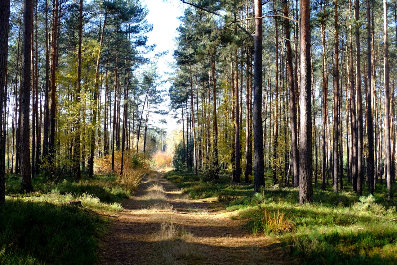 Tranquil forest path in sunlit woodland, ideal for nature walks.