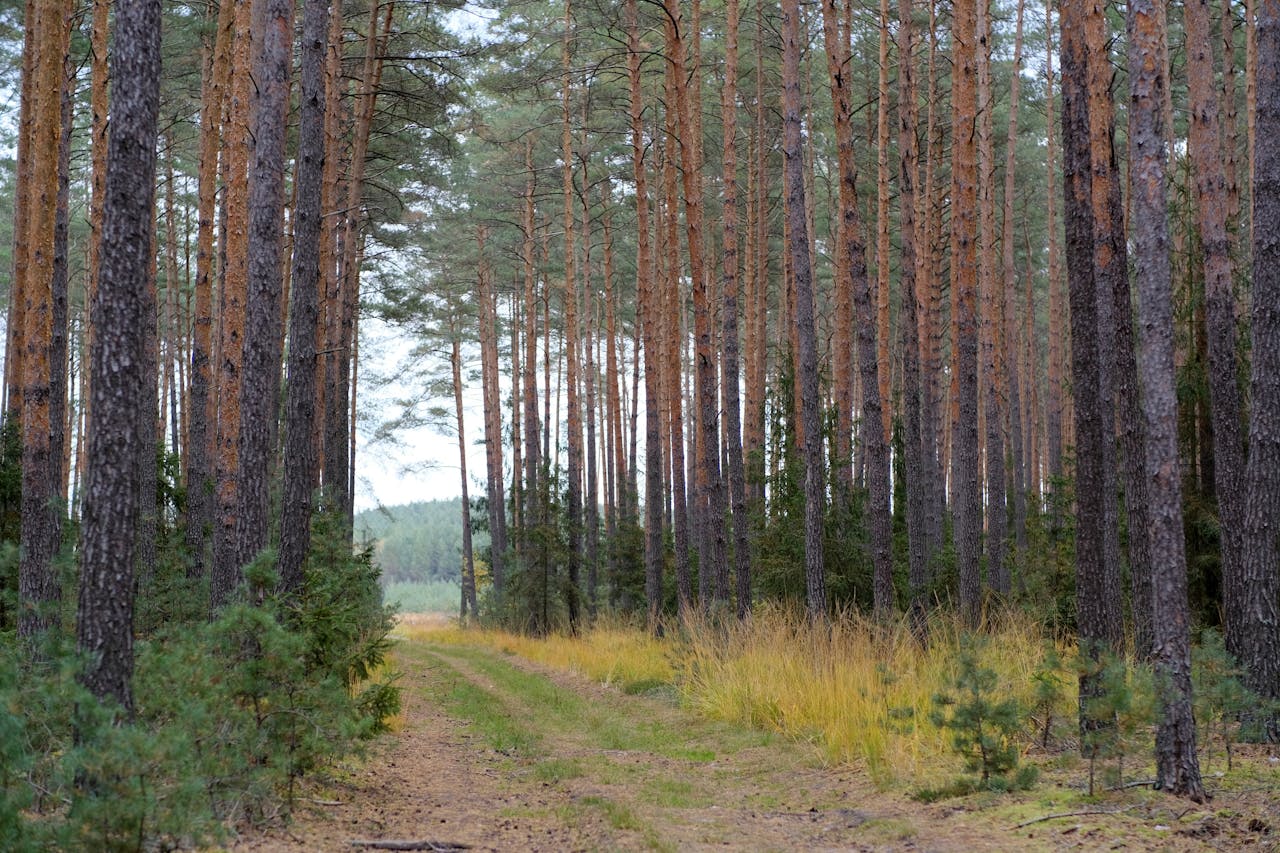 A serene path through a dense pine forest during early autumn, showcasing tall trees and lush undergrowth.