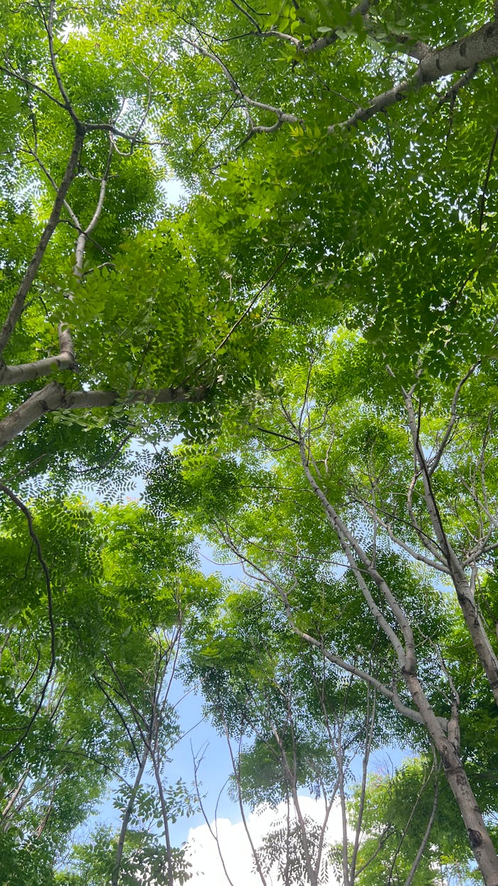 View of lush green tree canopy with sunlight filtering through, creating a serene forest atmosphere.