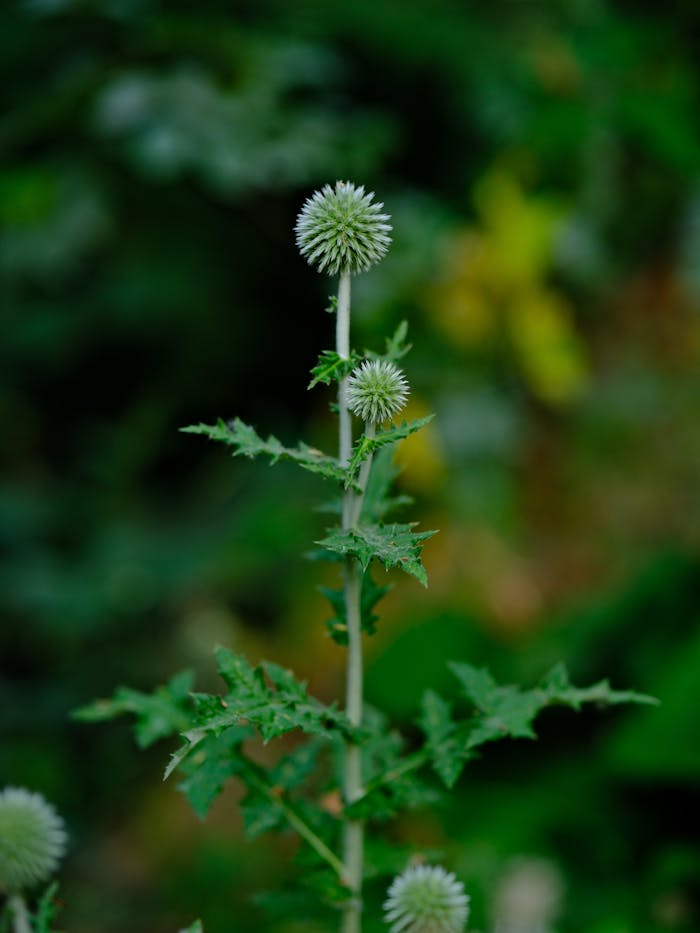 Detailed shot of a thistle plant with spiky leaves and blooms, set against lush green foliage.