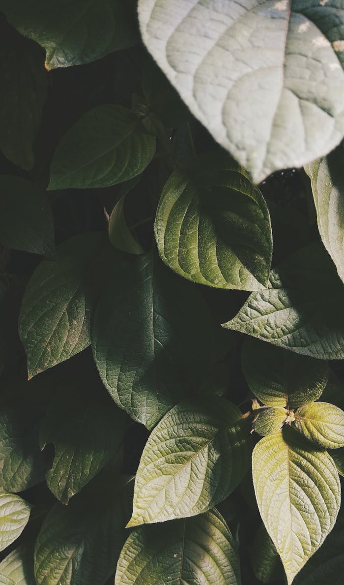 A close-up shot of overlapping green leaves with dramatic lighting highlighting their texture and growth.